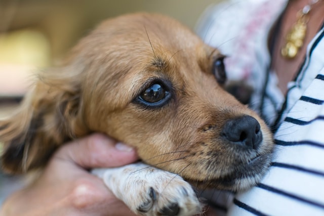 dog looking scared