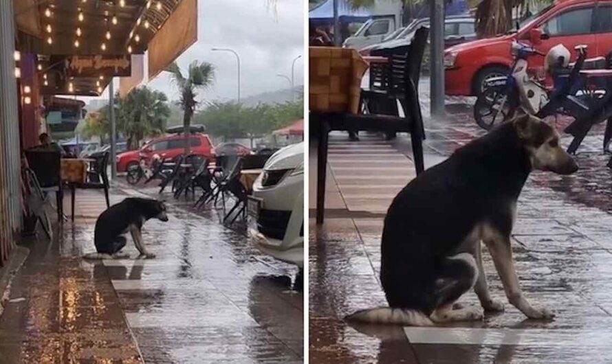 Video Of Heartbroken Dog Sitting In The Rain Helps Her Reunite With Family After 8 Months