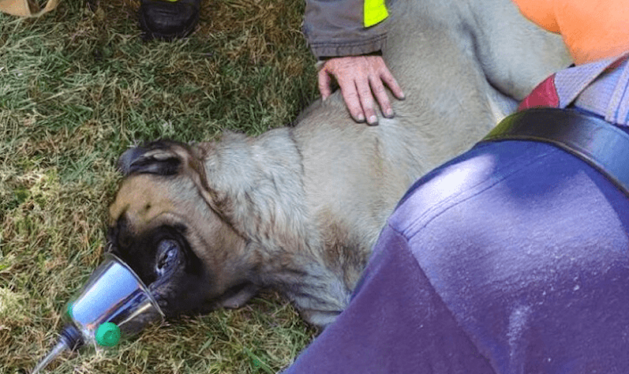 Firefighter Adopts Dog About To Be Euthanized Who He Pulled Out Of Burning Apartment