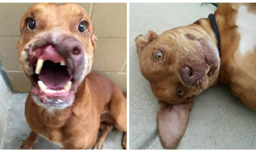 Sweet Dog With Half A Nose Gets Second Chance With Life-Changing Surgery