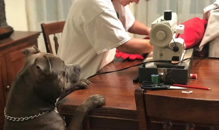 Dog watches on nervously as grandma performs ‘surgery’ on his favorite toy