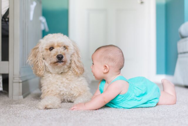 dog personality traits poodle and baby