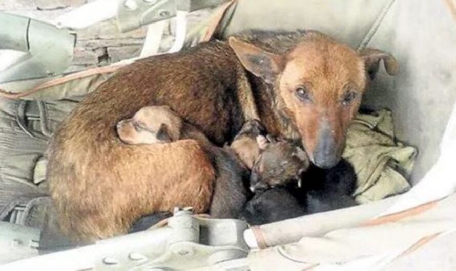 Woman Heard Crying And Found Newborn Human Baby Tucked In Between Litter Of Stray’s Pups