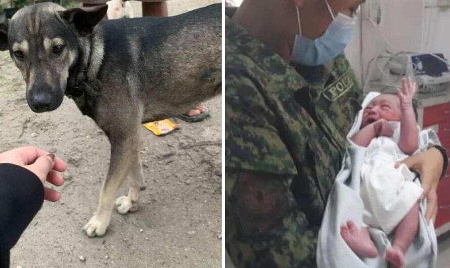 Dog Refuses To Stop Barking Until Biker Follows Him To Abandoned Baby