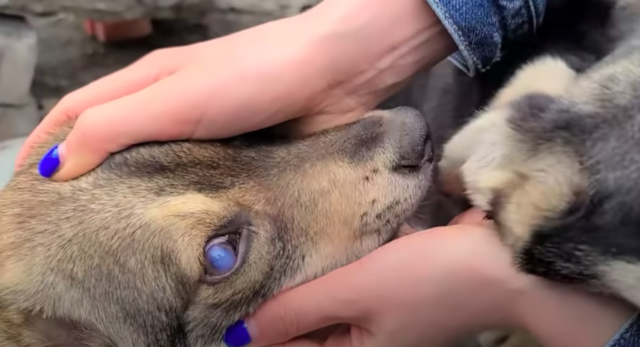 dog rescue story dog eyes cloudy