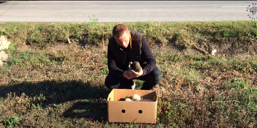 Rescue of Abandoned Dogs Found in a Cardboard Box