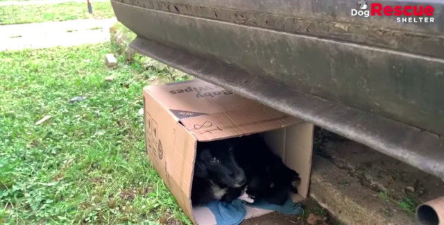 dog rescue story of mama and pups 1