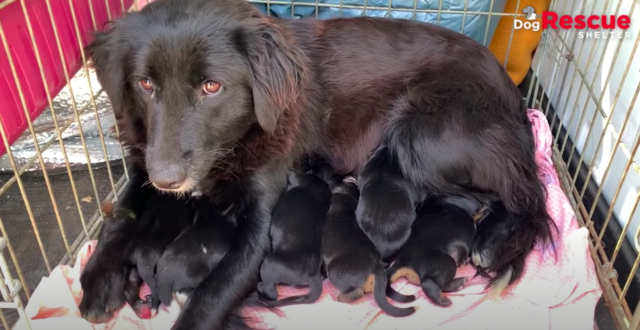 dog rescue story of mama and pups 4