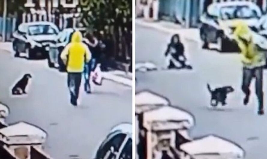 Hero Dog Sees Woman Getting Attacked — And Rushes To Her Rescue