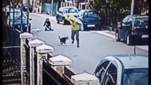 dog saves woman from getting robbed