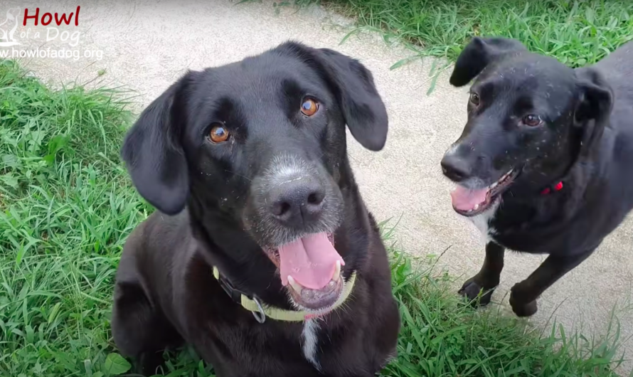 Dog Spent All Her Life in A Filthy Garage, Finally Rescued