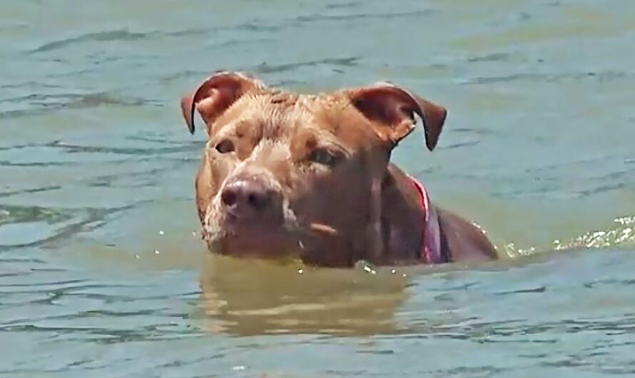 Texas Dog Swims Several Miles To Reunite With Owners After Falling From A Boat