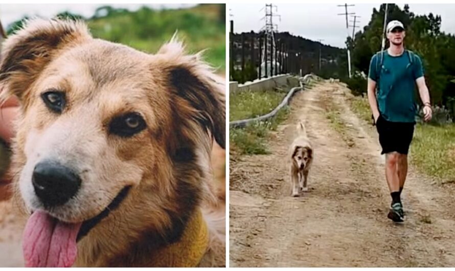 Man Adopts Dog & Walks 18,000 Miles Over 5 Years’ Time Around The World With Her