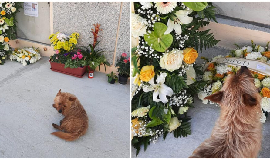 Loyal Dog Visits His Late Owner’s Grave Every Single Day To Be By His Side