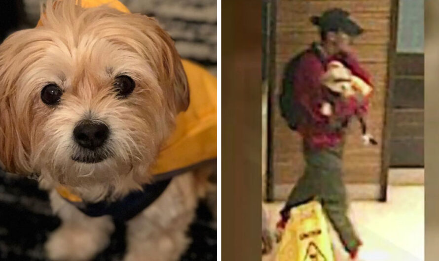 Couple reunites with missing dog after burglar used dog walking app to steal him