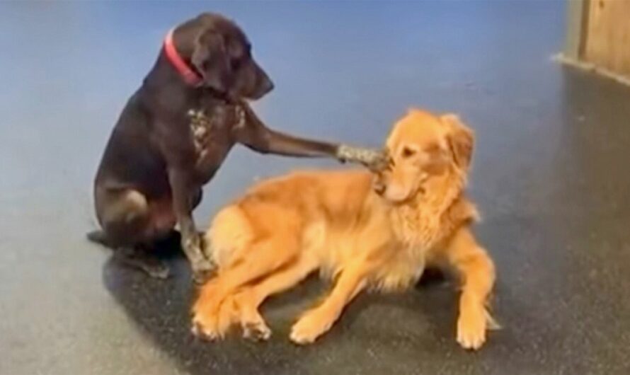 Dog Walks Over To Other Dogs In Daycare And Starts Petting Them Out Of The Blue