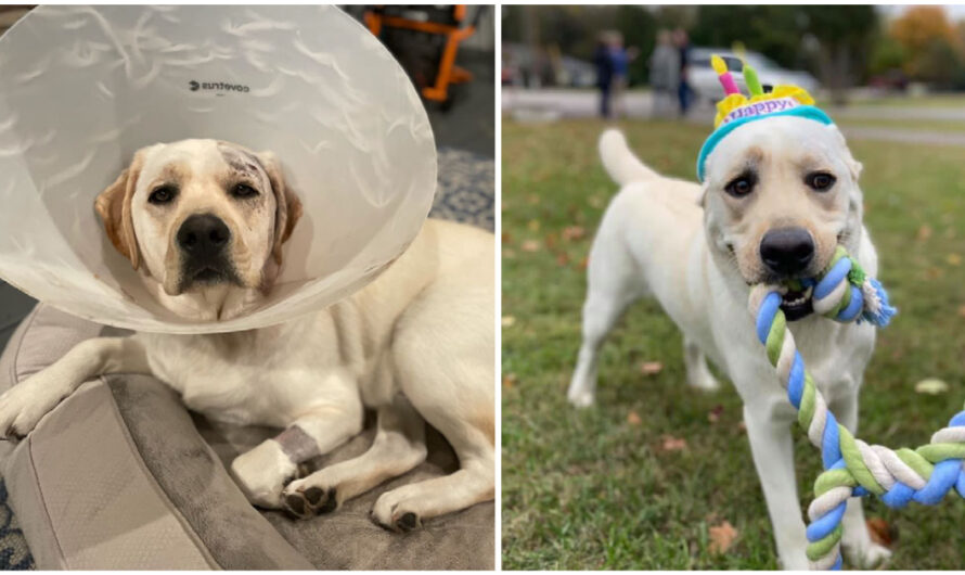 Labrador Pup Who Was Shot In The Head During Home Invasion Hailed As Hero On His 2nd Birthday