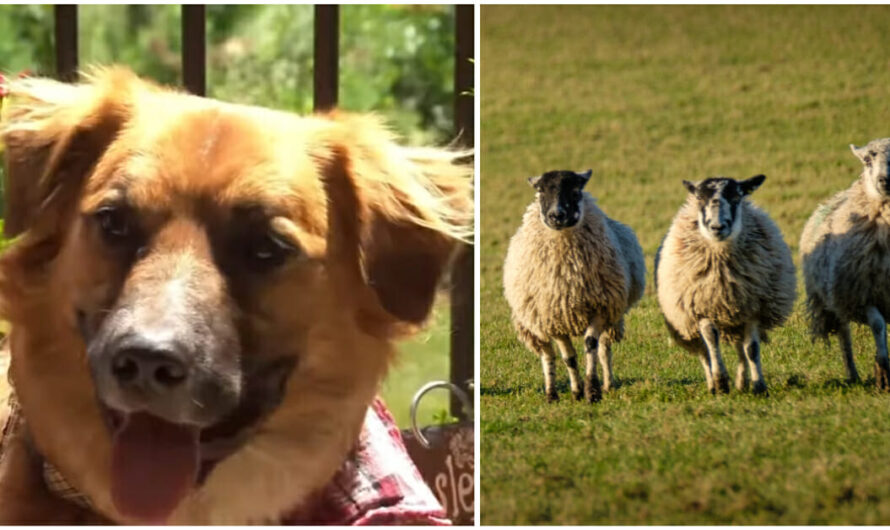 Missing Dog Who Ran Away After Car Crash Found On Farm Herding Sheep