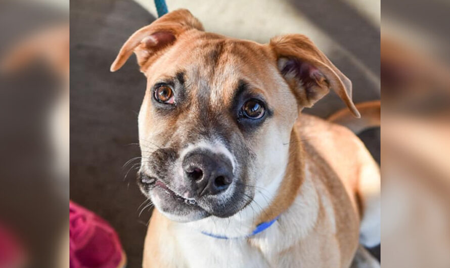 Dog with Crooked Smile Looking for a New Forever Home After Being Returned to Shelter