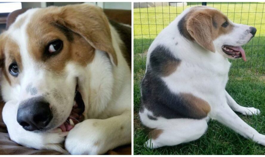 Dog born with short spine and no neck finds a family to love him just the way he is