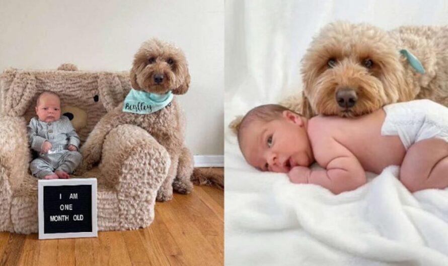 A Dog Won’t Let Newborn Photos Be Taken Without Him