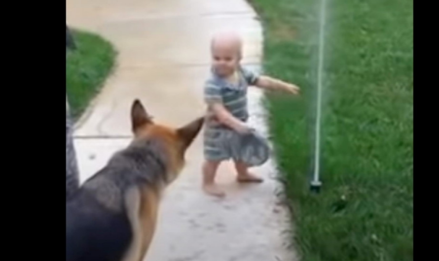 Toddler helps German Shepherd overcome his fear of the sprinkler