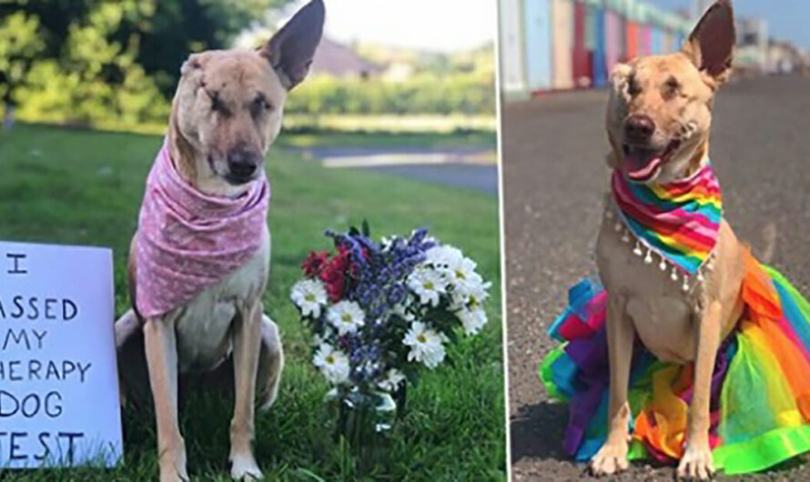 Pregnant Dog Who Was Shot 17 Times And Had Ear Cut Off Becomes A Therapy Dog