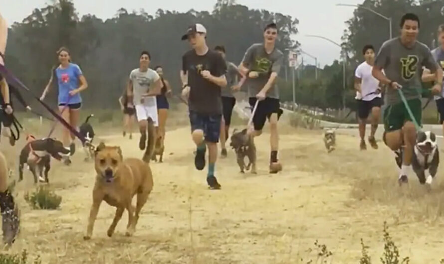 High school cross-country team brings local shelter dogs along on their morning run