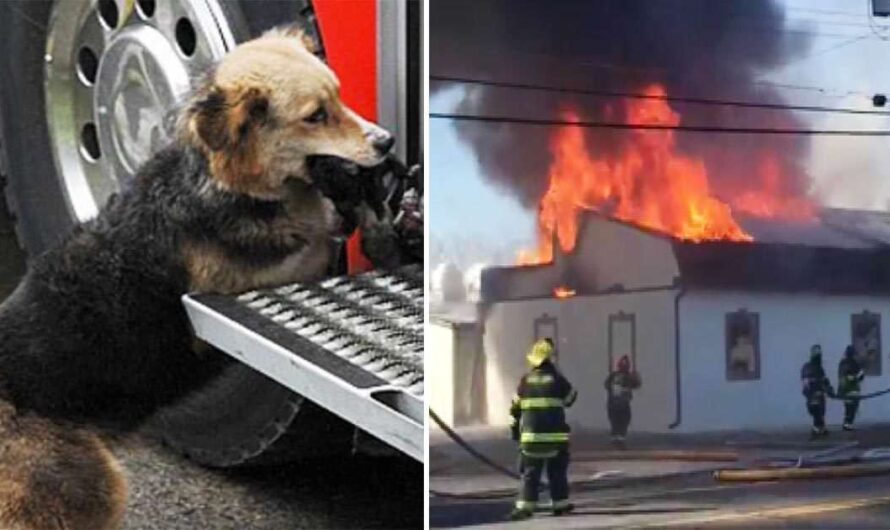 Firefighters fight a blaze – then see dog rushing out of the house with something in its mouth