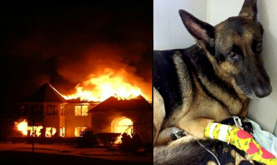 Retired police dog jumps back into duty and saves toddlers from raging house fire