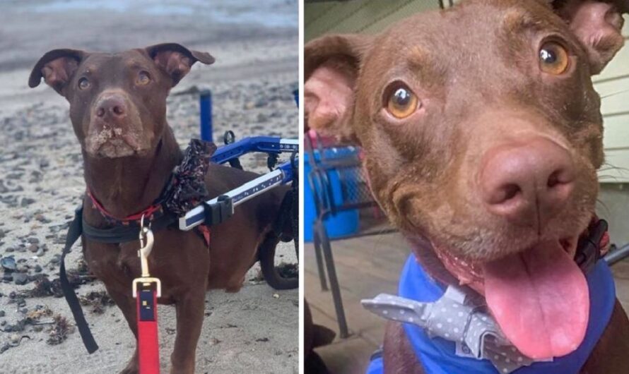 Homeless Man Sees Stray Dog Hit By Car And Jumps Into Action To Save Him