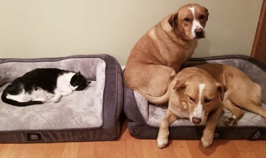 25 Cats Who Steal Beds From Dogs And Can’t Help But Gloat About It