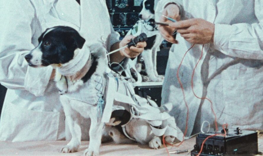 Dogs in History: The Story of Laika the First Space Dog