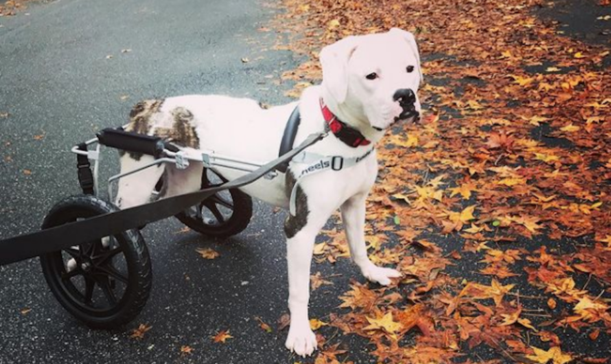 Paralyzed Dog Reacts With Joy Over New Wheelchair