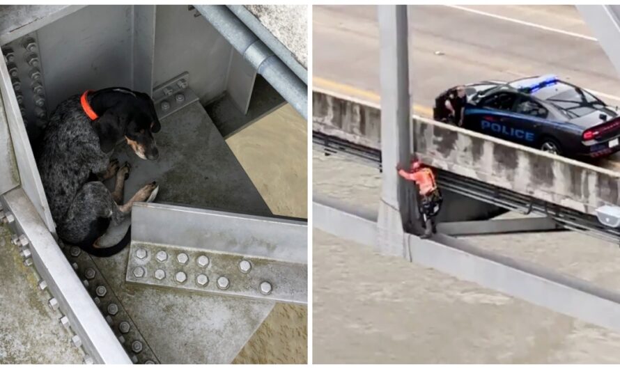 Safety Inspectors Find Dog Stranded In Nook Of Bridge 120 Feet Over Rapid River