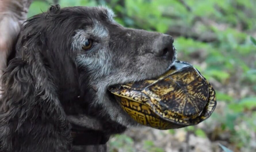 Specially Trained Hunting Dogs Sniff Out Rare Turtles… Not To Eat But To Save