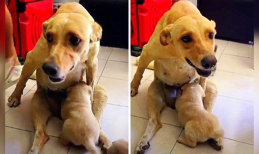 Dog In Extreme Pain From A Broken Spine Refuses To Stop Nursing Her Puppies