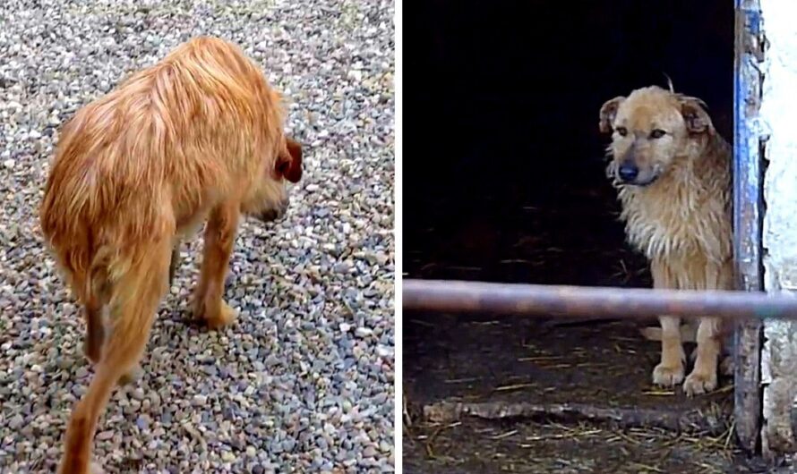 Shelter Dog Who Walked With Her Head Lowered & Tail Tucked Gets A Second Chance