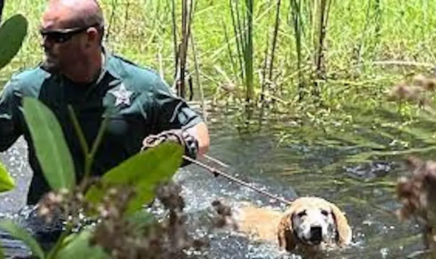 Deputy braves gator-filled Florida swamp to rescue lost, stuck dog