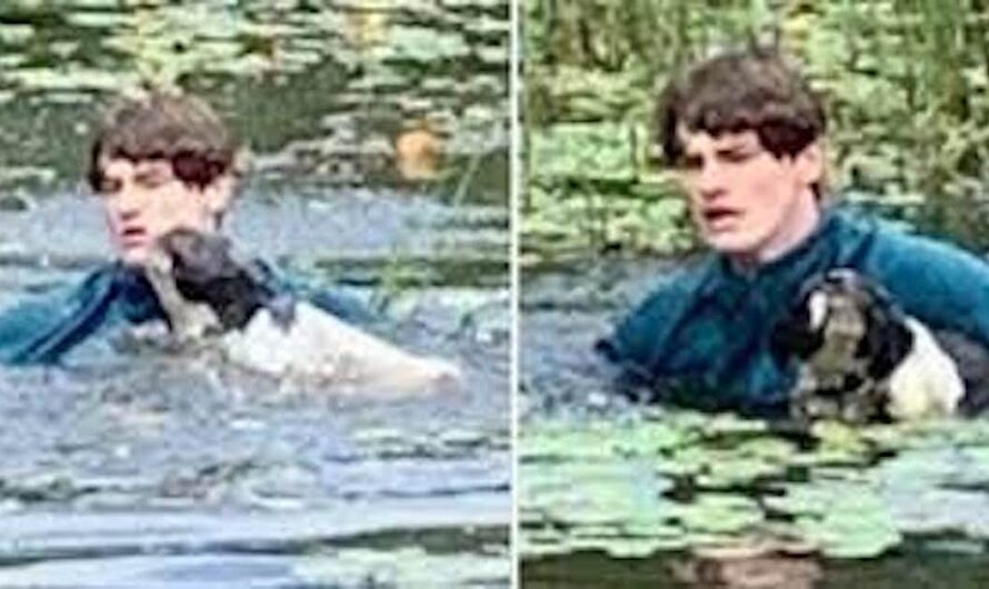 Teen jumps into lake to save stranger’s dog from drowning