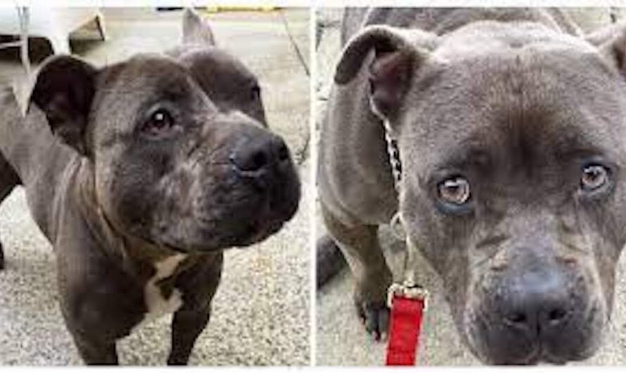 Dog owner carelessly abandons friendly pit bull at groomers and never returns