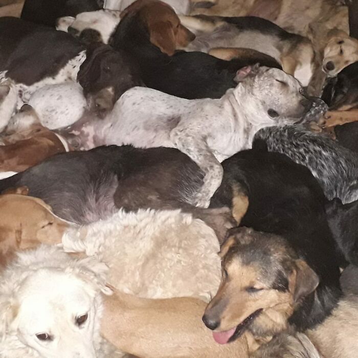 Meet Dejan Gacic, The Good Man Who Has A Shelter With Over A Thousand Dogs