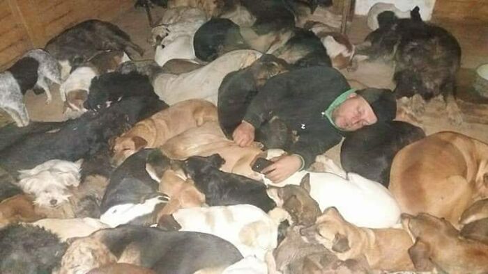 Meet Dejan Gacic, The Good Man Who Has A Shelter With Over A Thousand Dogs