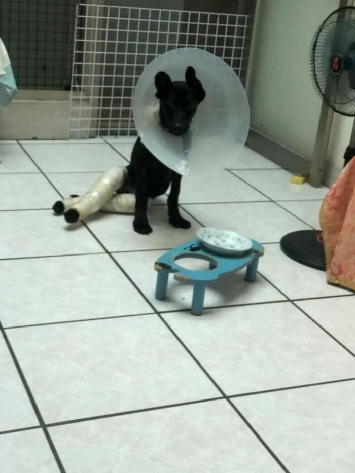 Woman Shows Her Selflessness When She Tries To Calm Her Dog During An Earthquake