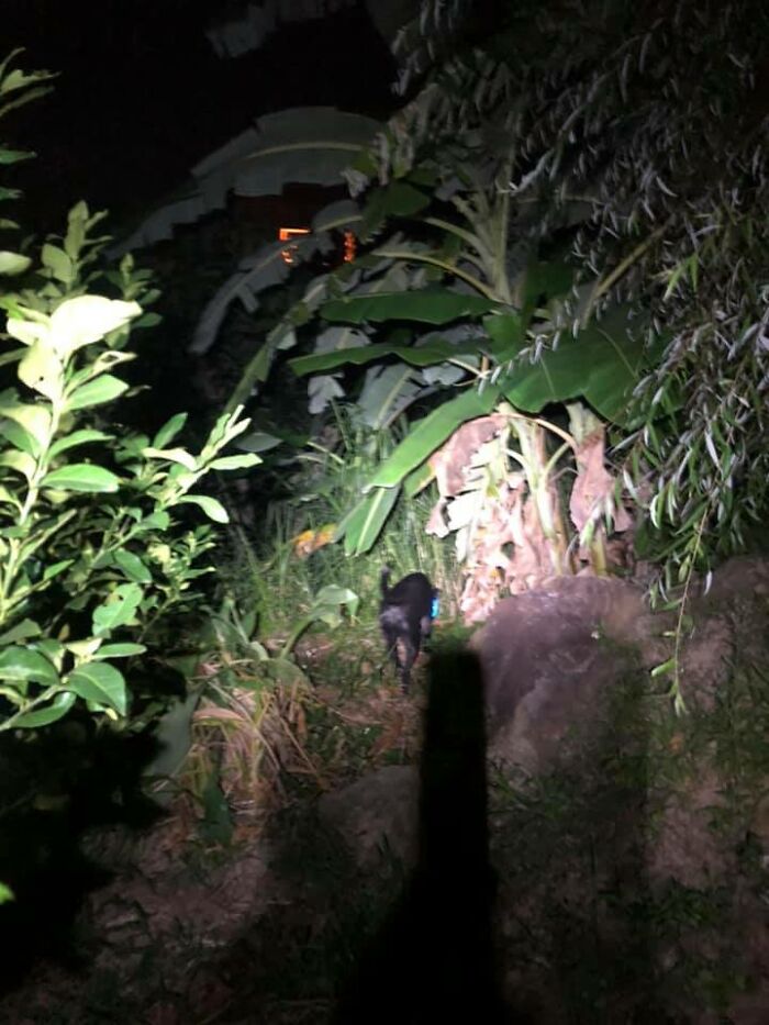 Woman Shows Her Selflessness When She Tries To Calm Her Dog During An Earthquake