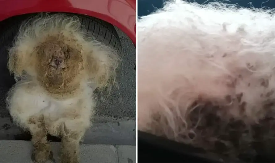 Abandoned dog’s remarkable transformation sparks hope and compassion