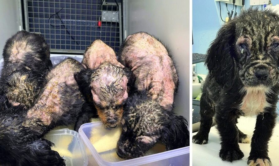 4 Puppies Were Found Rotting Away, But One Turned Out Different From The Others