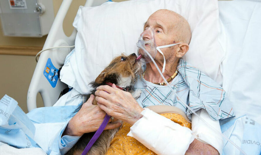 Dying Veteran in Hospice Had One Final Request: To See His Pup One Last Time