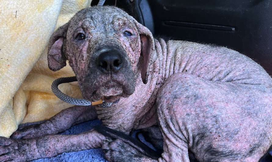 This puppy was rescued from a graveyard and had the best reaction when reunited with his saviors