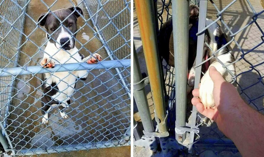 Pit Bull About To Be Put Down Extends Her Paw To A Man Wishing He’ll Save Her